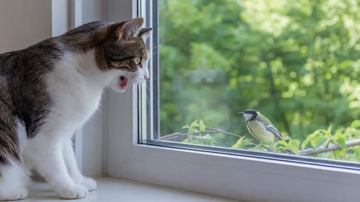 Chat tigré claquant des dents devant un oiseau posé derrière une fenêtre