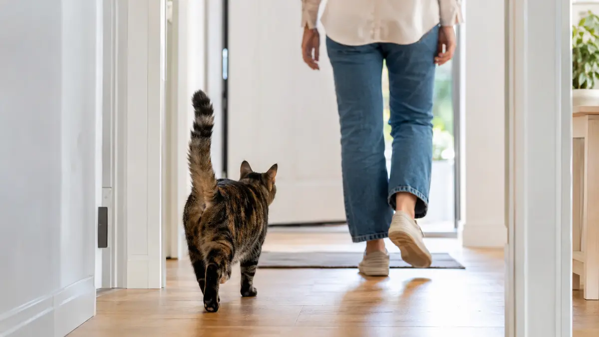 Chat tigré suivant une personne qui marche dans un couloir lumineux