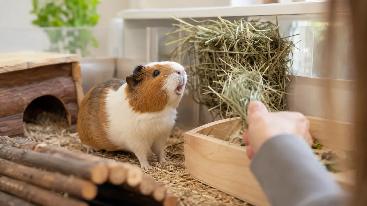 Cochon d’Inde vocalisant près de son râtelier à foin