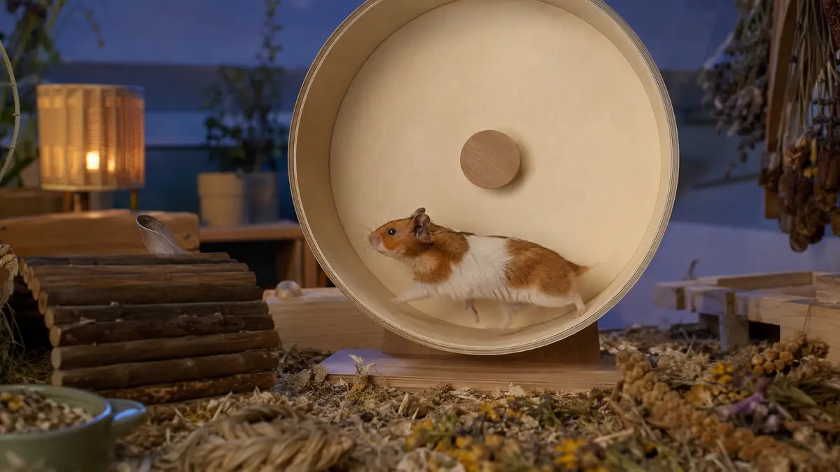 Hamster syrien courant le dos droit dans une grande roue pleine pendant la nuit