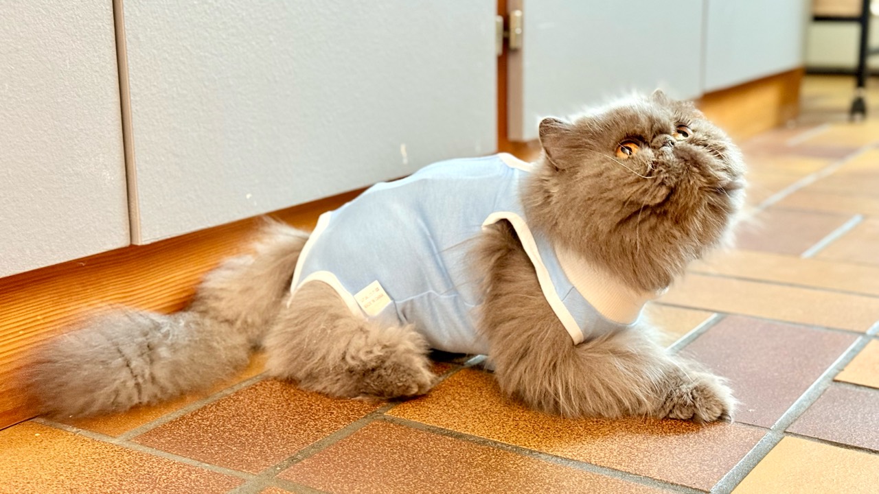 Chat portant un body de convalescence bleu couvrant le tronc, avec la tête, les pattes et la queue dégagées.