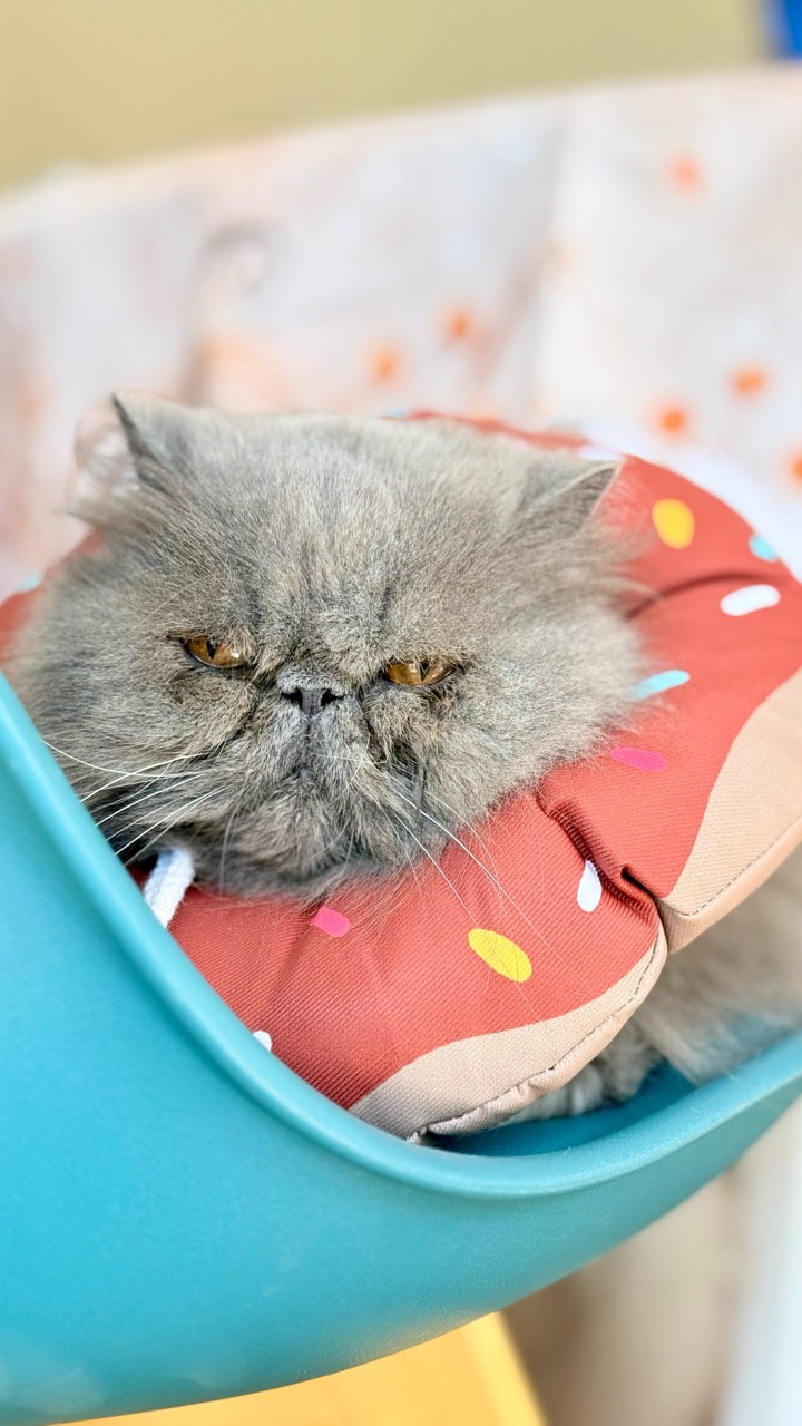 Chat gris à poil long portant une collerette donut rouge à motifs autour du cou.