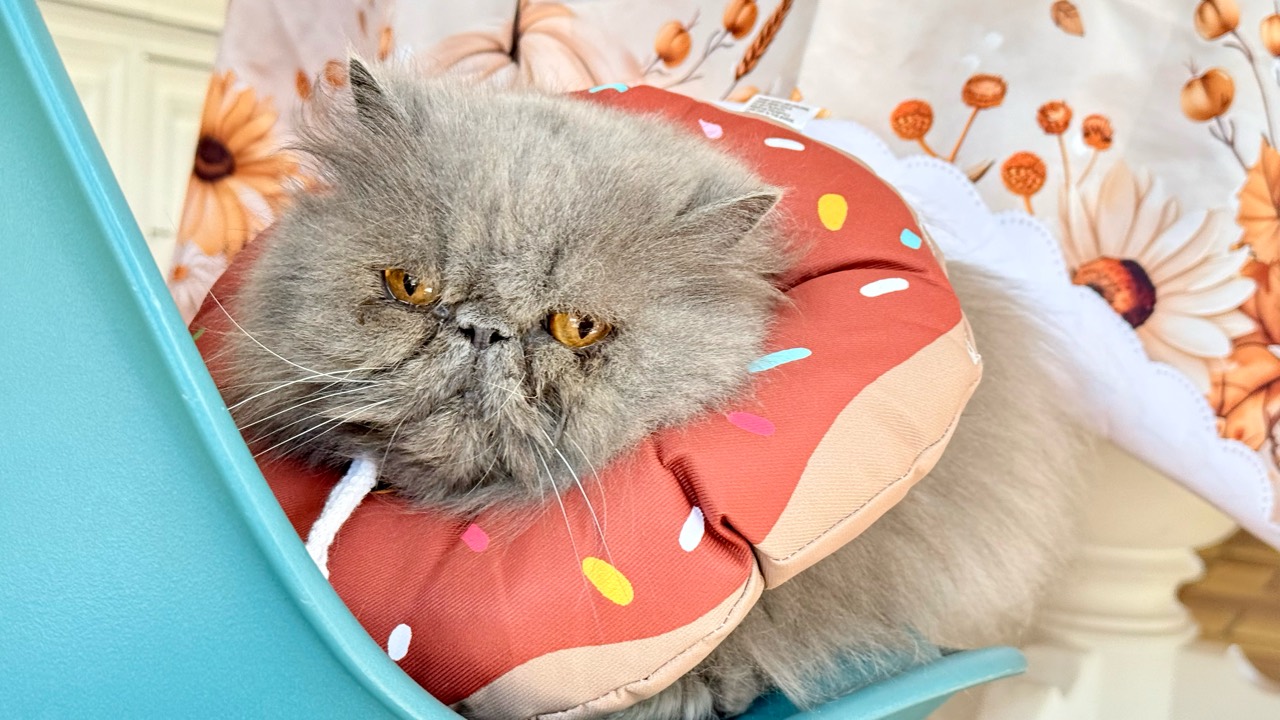 Chat gris à poil long assis sur une chaise turquoise avec une collerette donut rouge à motifs.