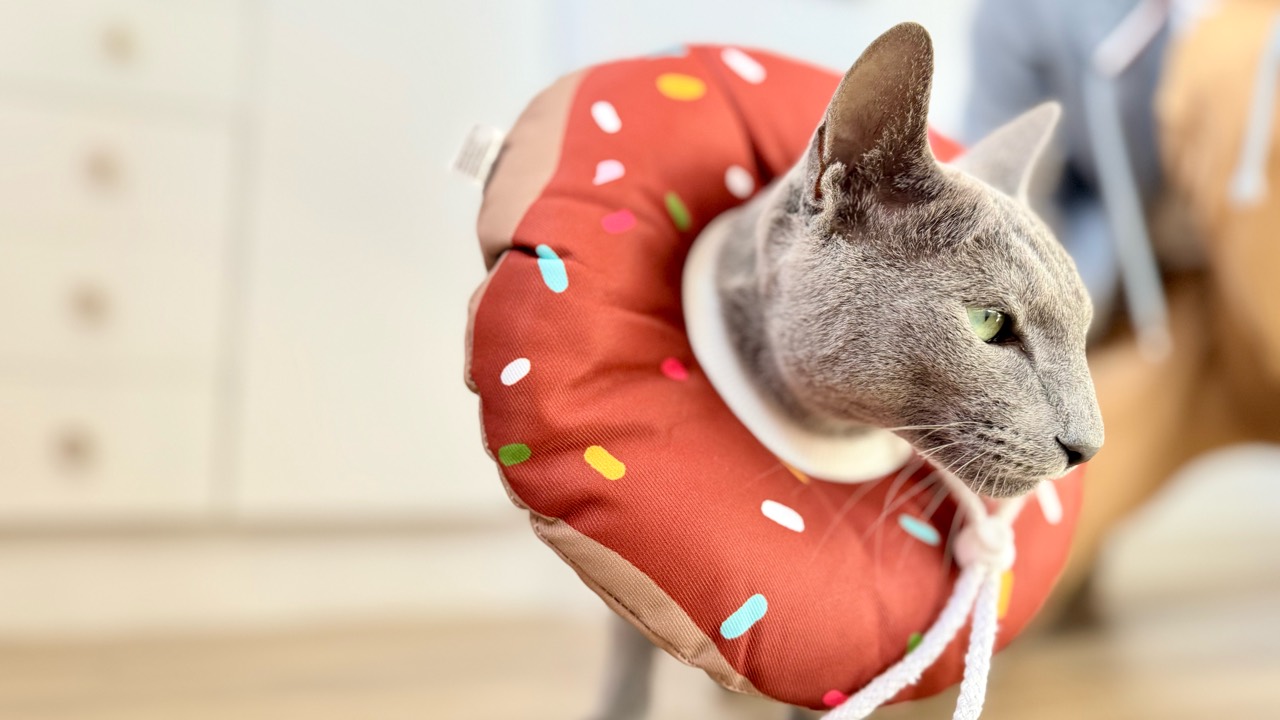 Chat gris à poil court de profil portant une collerette donut rouge à motifs autour du cou.