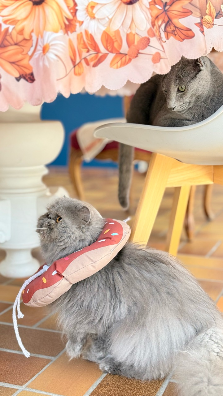 Deux chats gris dans une pièce ; au premier plan, un chat à poil long porte une collerette donut rouge à motifs, tandis qu’un second chat est assis sur une chaise.