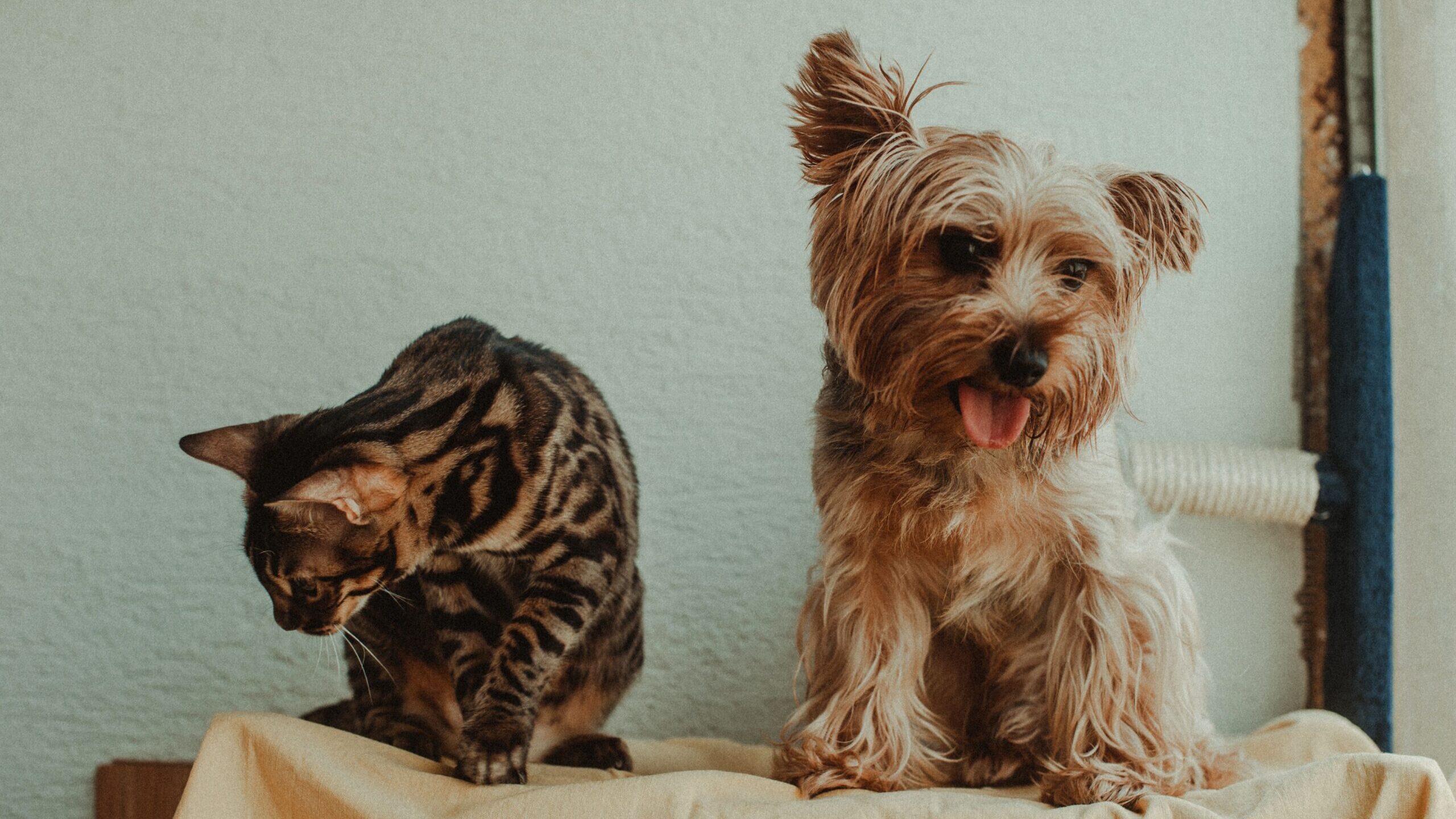 Un chat au pelage tacheté et un petit chien assis côte à côte sur une couverture dans un intérieur